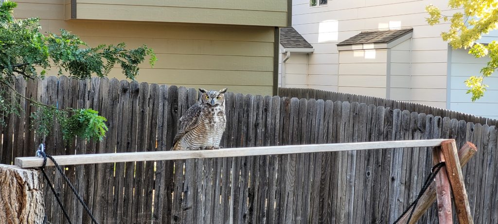 Friggin Owl staring at me